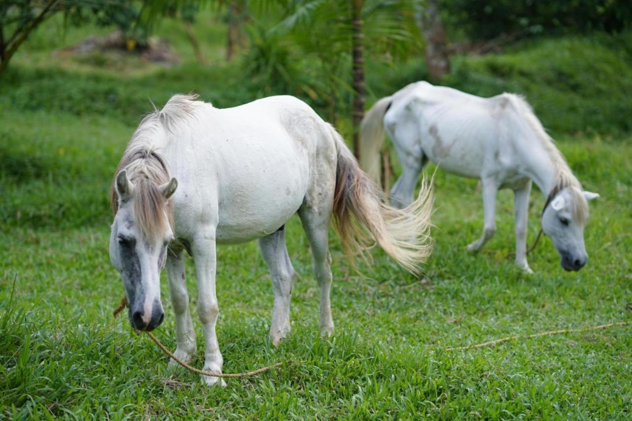 Carmel Tourism Village Kotamangalam Eksteriør bilde